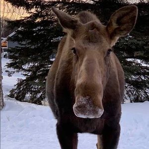 Meet your Posher, Joanne